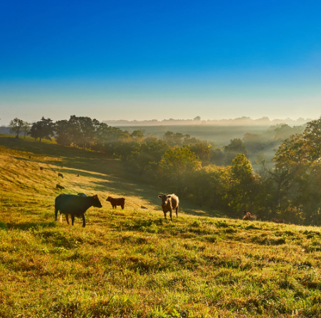 Grass-Fed vs. Grain-Fed Beef: Why We Choose Grass-Fed for Our Beef Liver Capsules