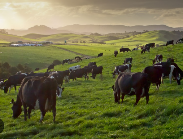 Where do we source our beef? The Story Behind Our Grass-fed Beef Liver Capsules