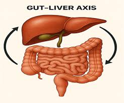 Gut & Liver: Your Body’s Engine Room